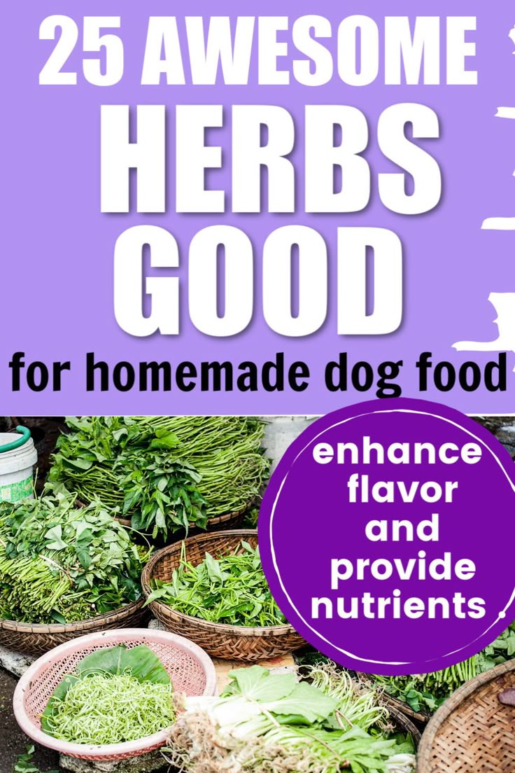The benefits of herbs and spices for dogs – Different Dog